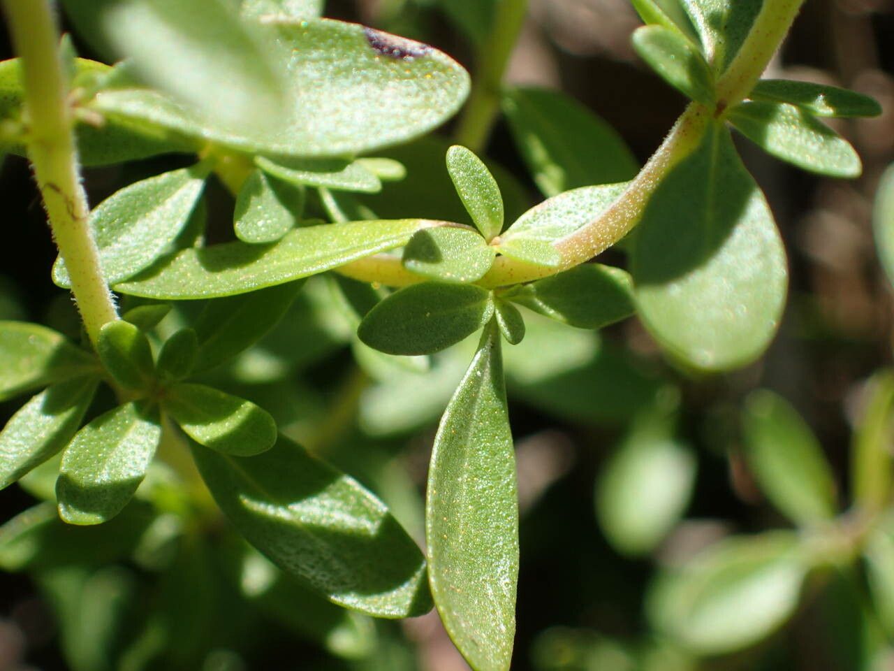 Thymus nitens — search result for 'Thymus'