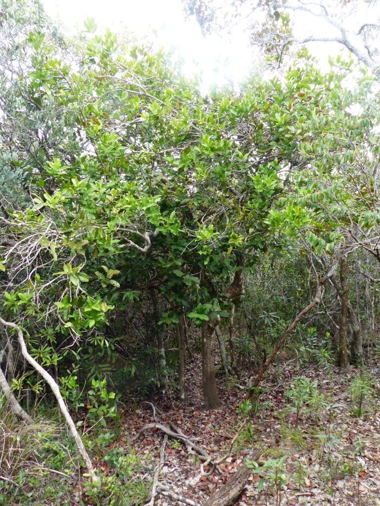 Syzygium sarmentosum habit