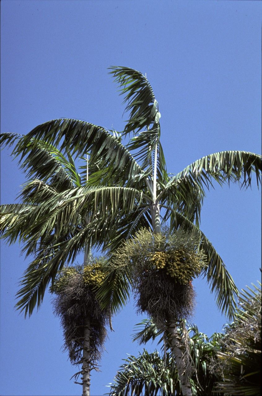 Veitchia winin — search result for 'Vanuatu'