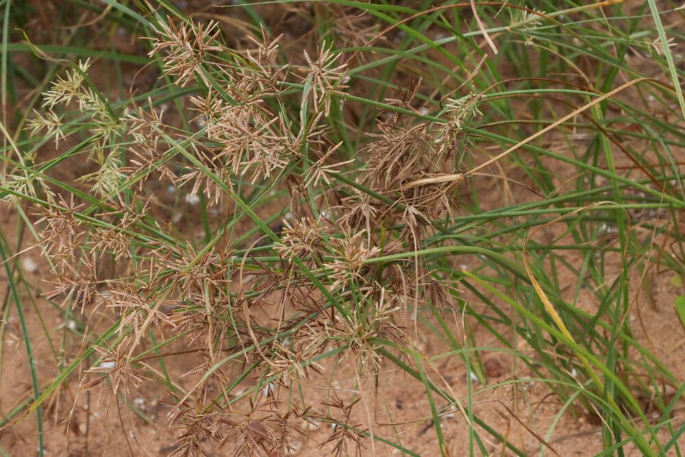 Cyperus ferrugineoviridis habit