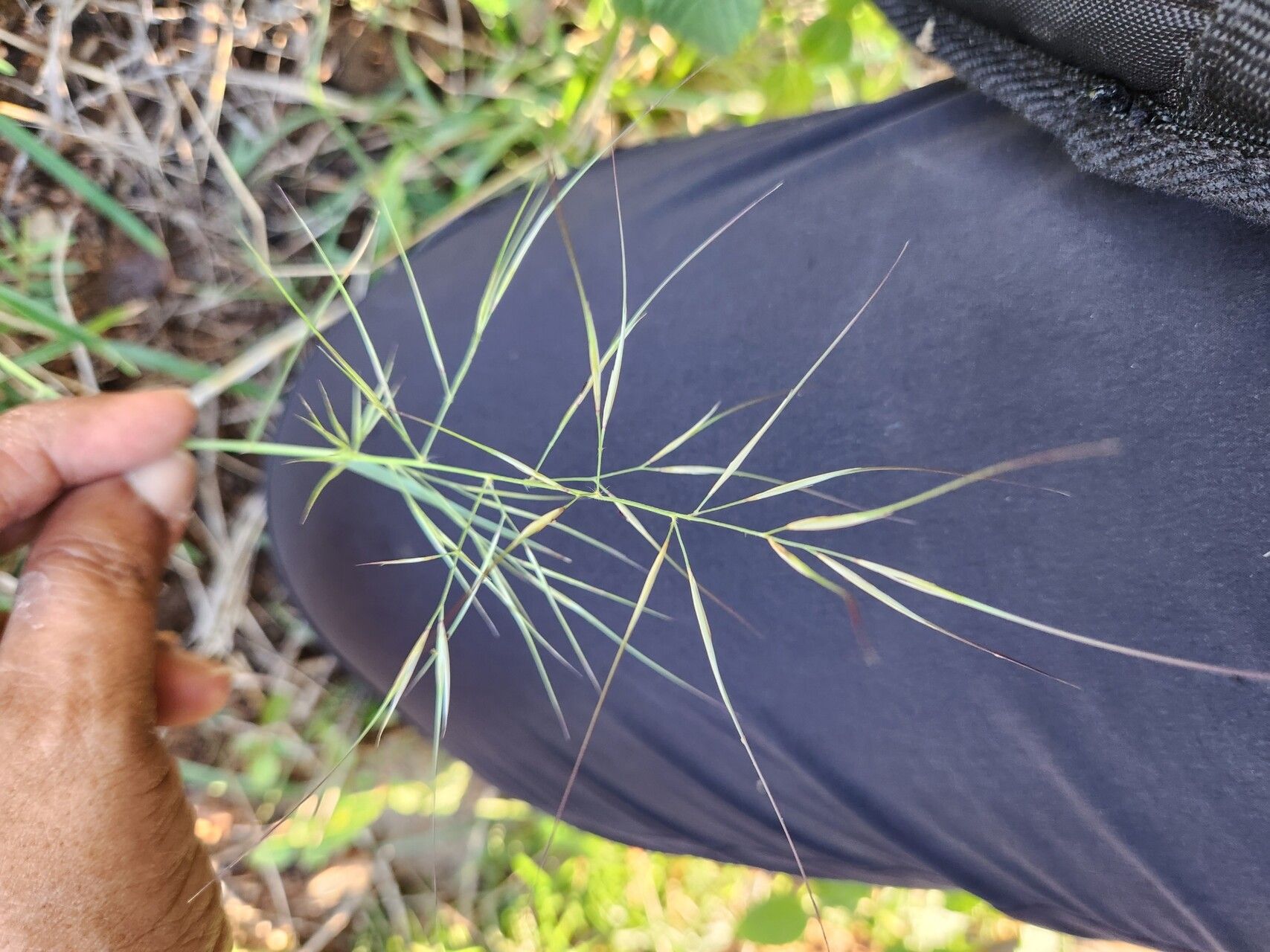 Aristida hystrix leaf