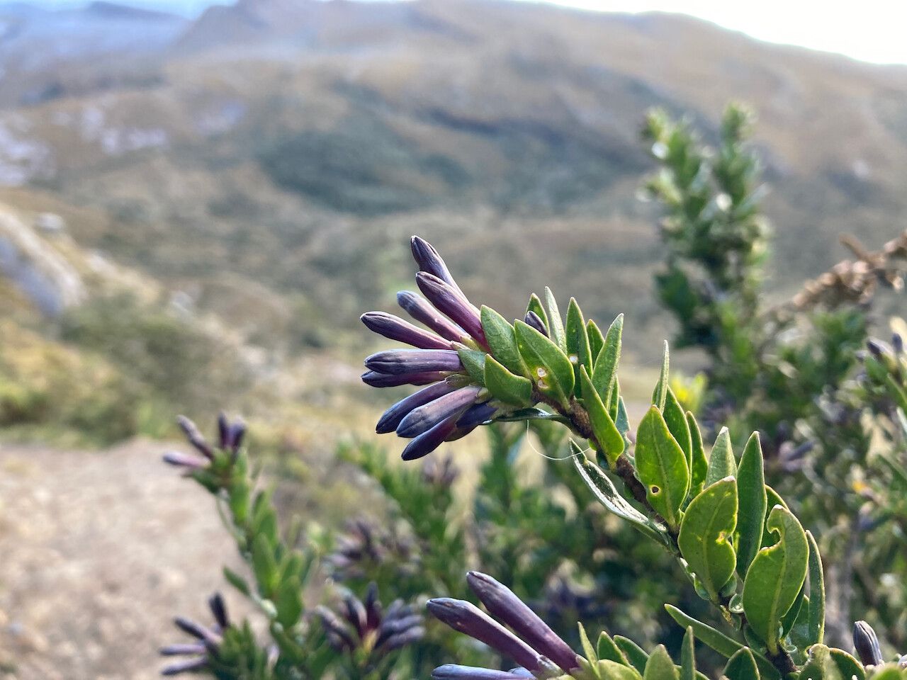 Cestrum buxifolium flower
