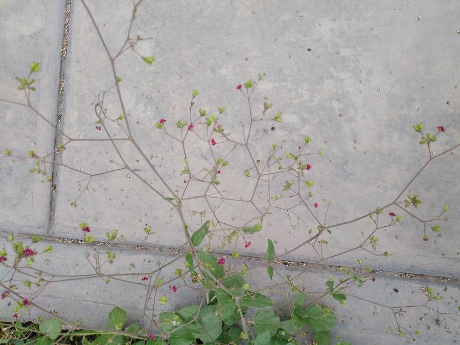 Boerhavia repens flower