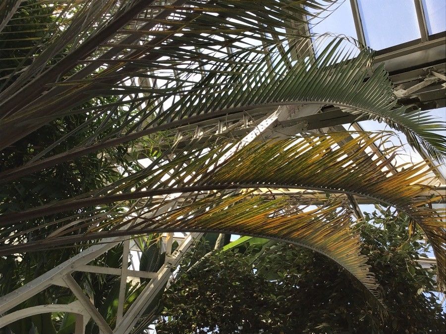 Dypsis decaryi — unique fruits houseplant