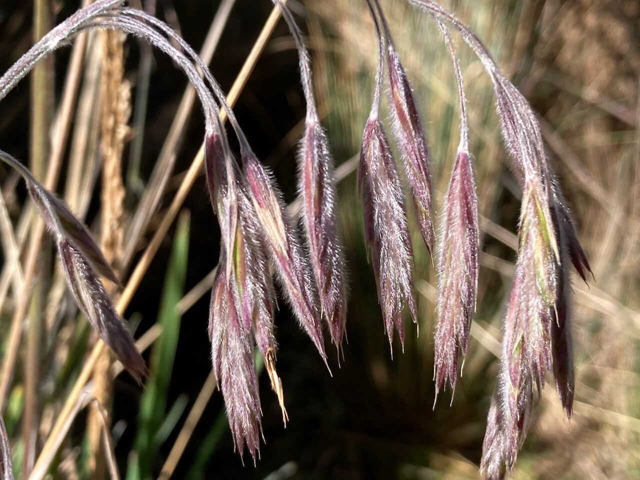 Bromus lanatus flower