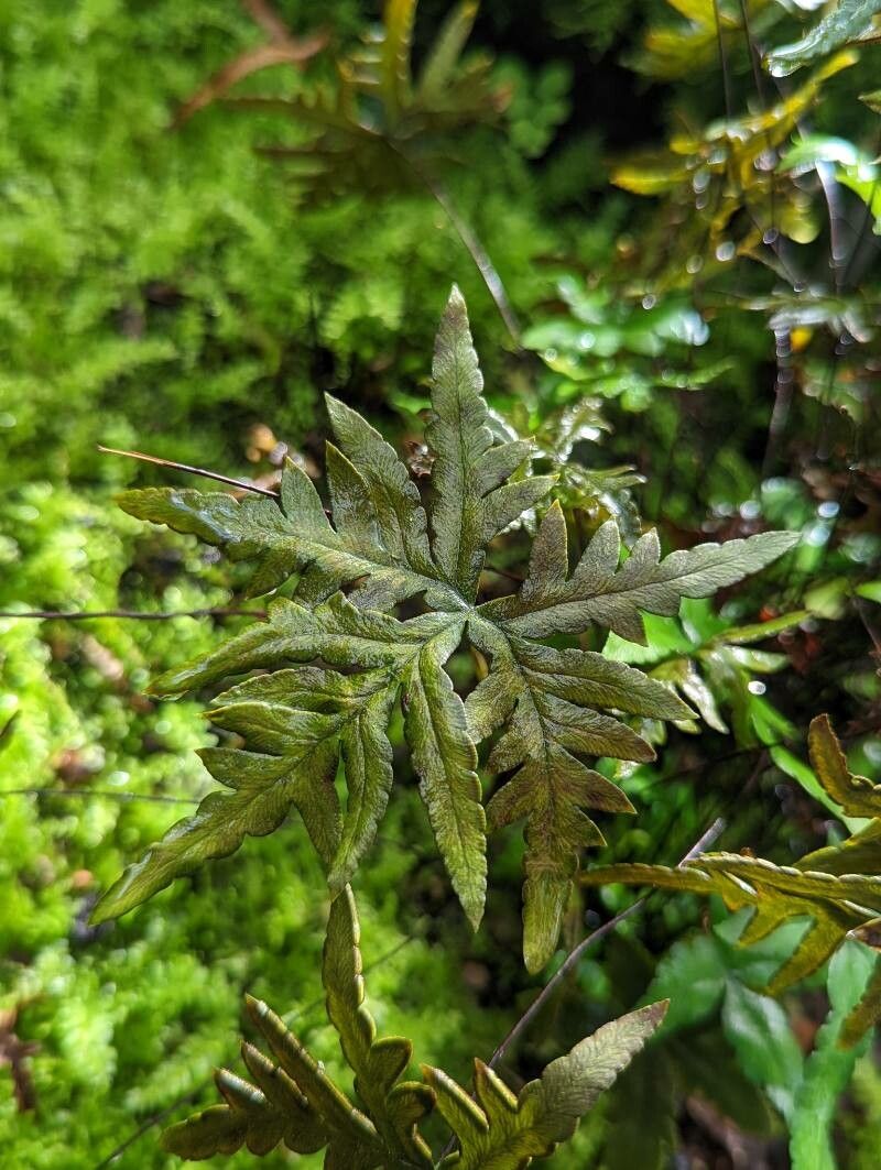 Doryopteris pentagona leaf