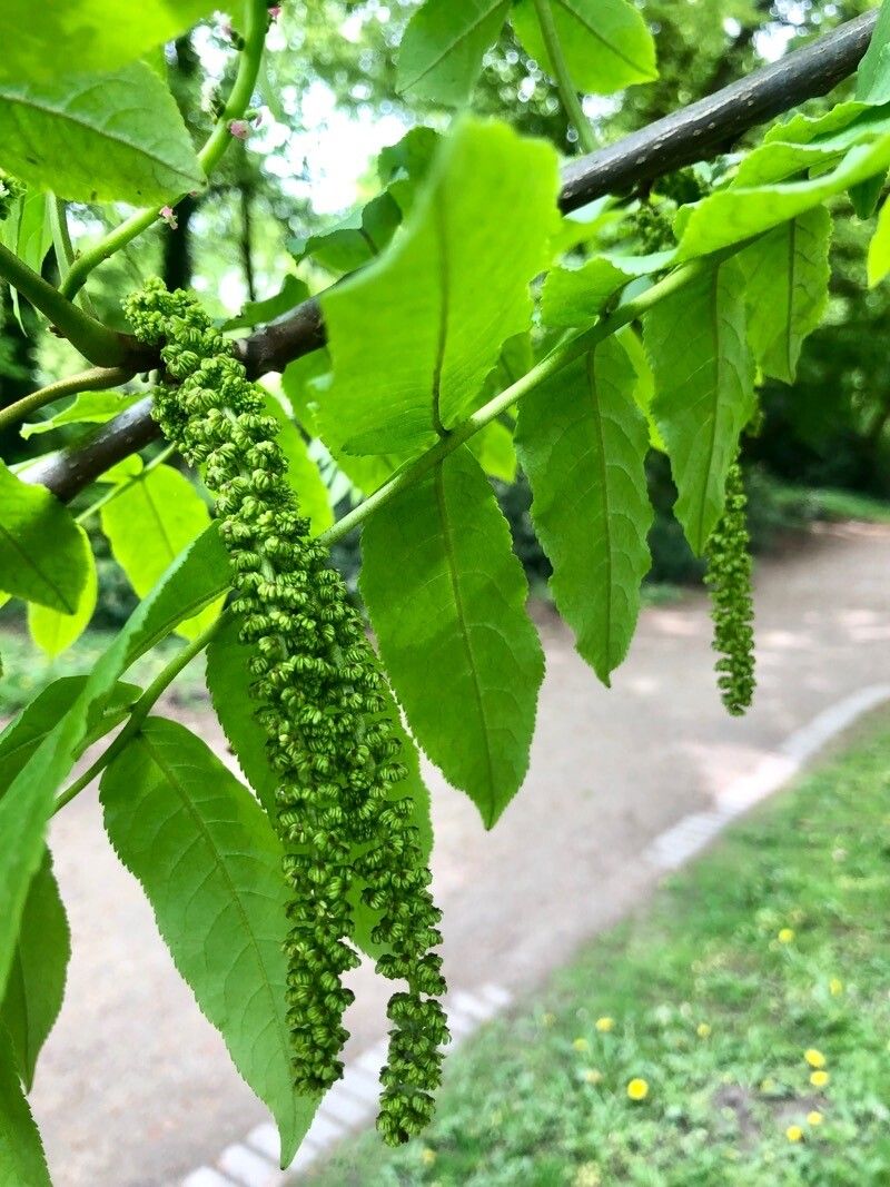 Pterocarya × rehderiana fruit