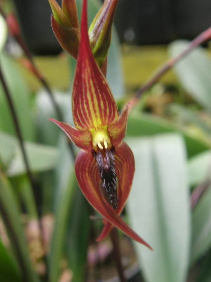 Bulbophyllum papulosum — houseplant care guide