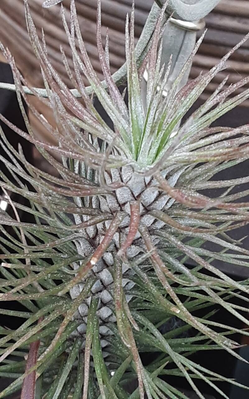 Tillandsia andreana habit