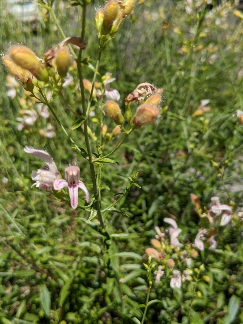 Keckiella breviflora flower