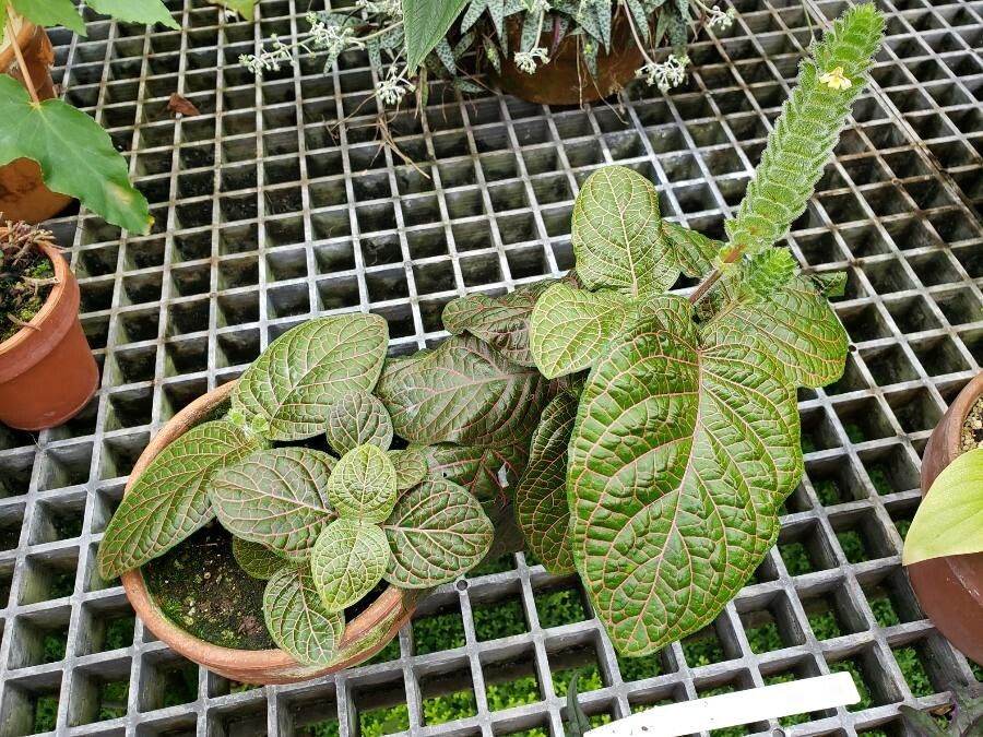 Fittonia gigantea habit