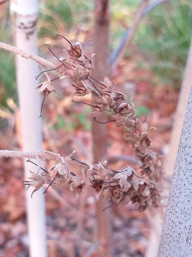 Clethra acuminata flower