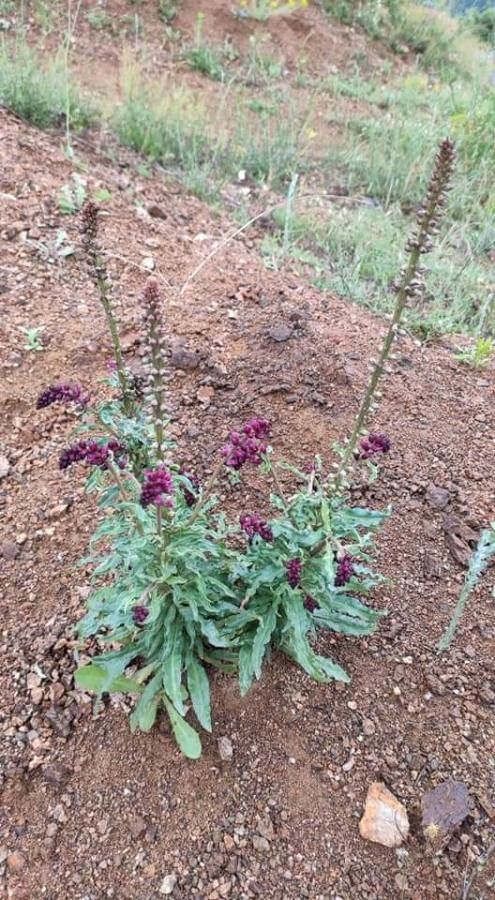 Lysimachia atropurpurea other