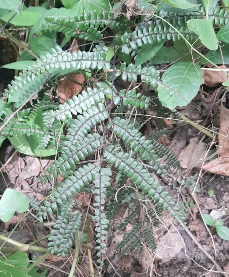 Adiantum pyramidale habit