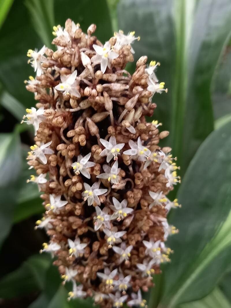 Palisota pynaertii flower