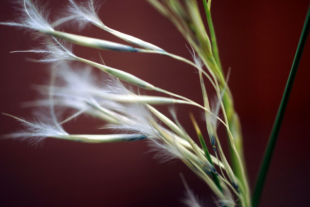 Stipagrostis pungens fruit