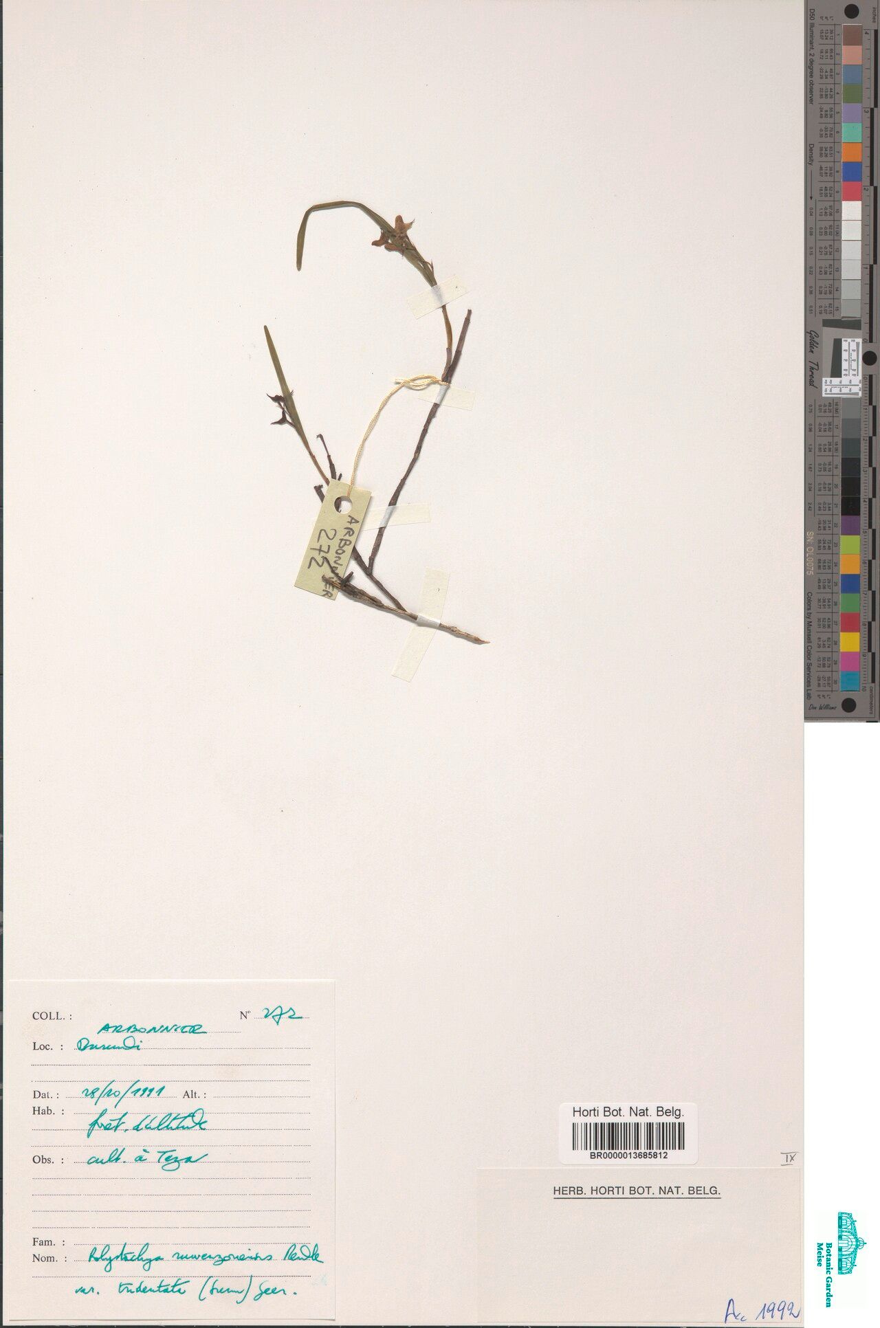 Polystachya tridentata — houseplant care guide