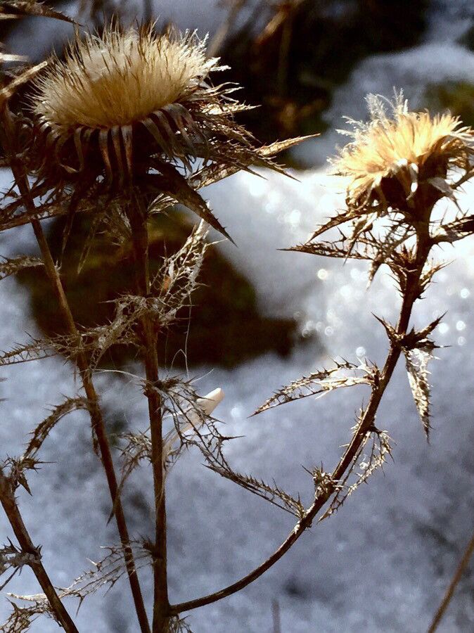 Carlina vulgaris fruit