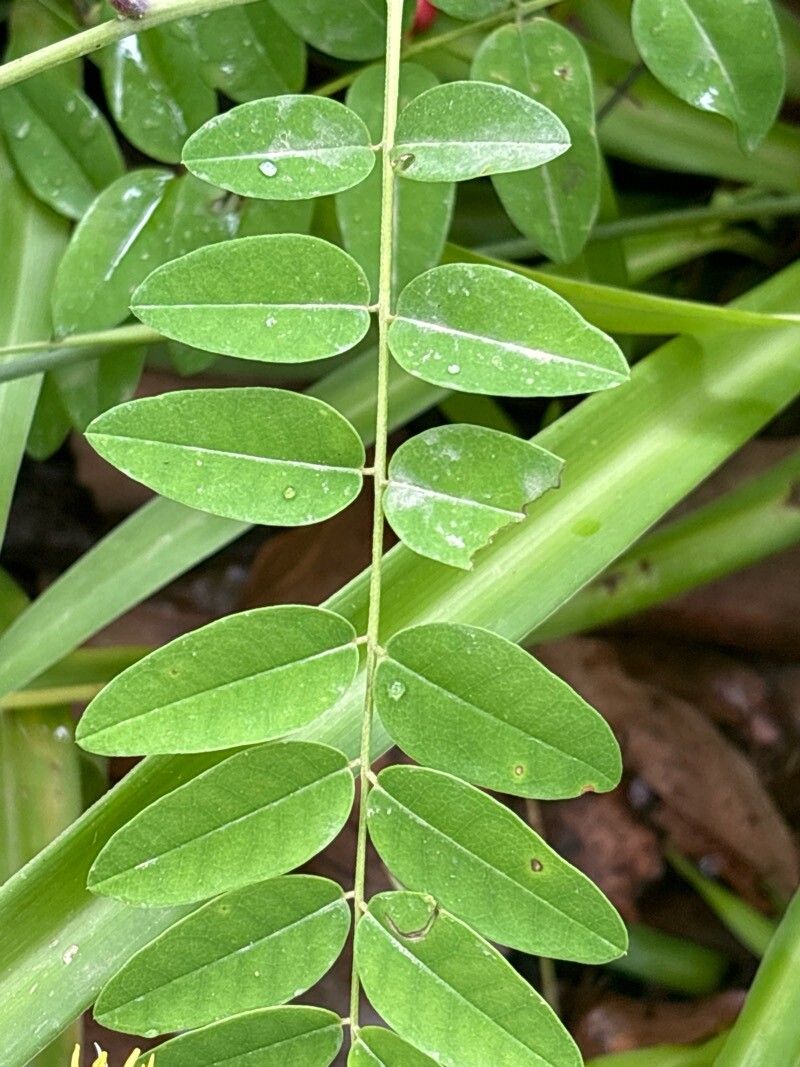 Sophora flavescens — search result for 'Sophora'