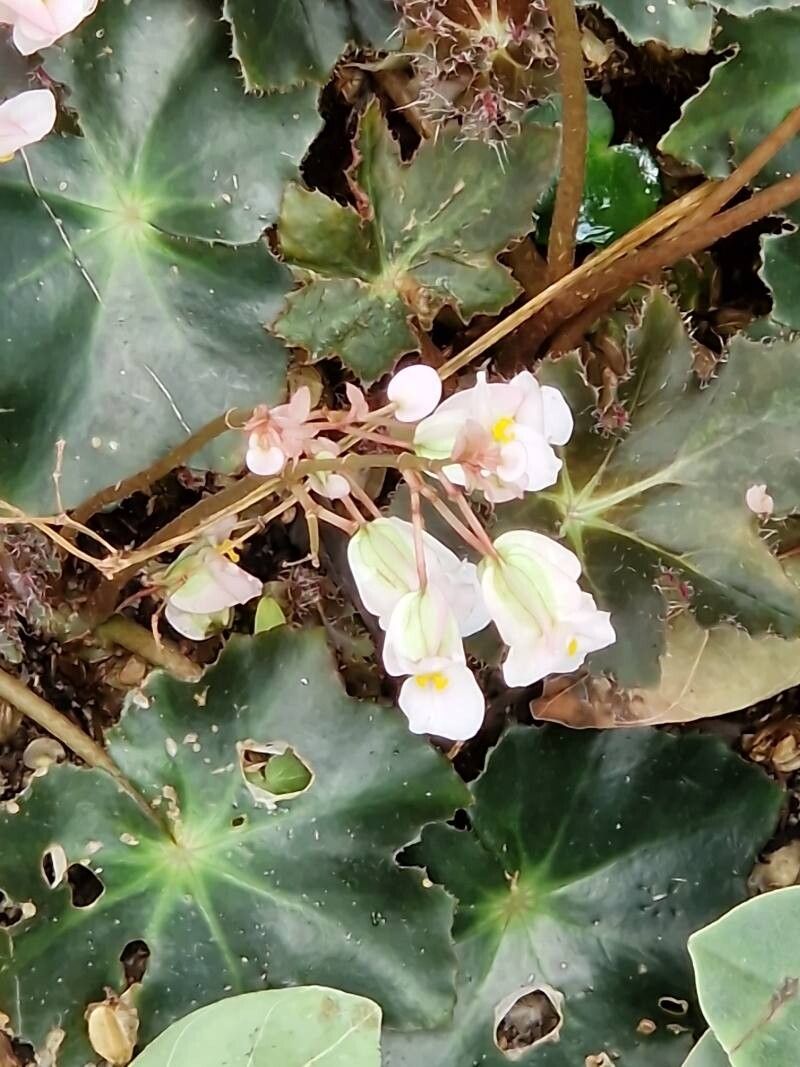Begonia rhizocaulis flower