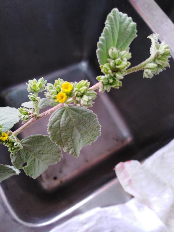 Waltheria ovata flower