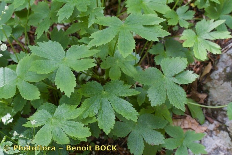 Astrantia bavarica other