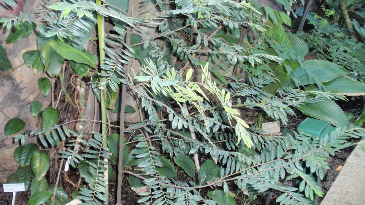 Diospyros seychellarum leaf