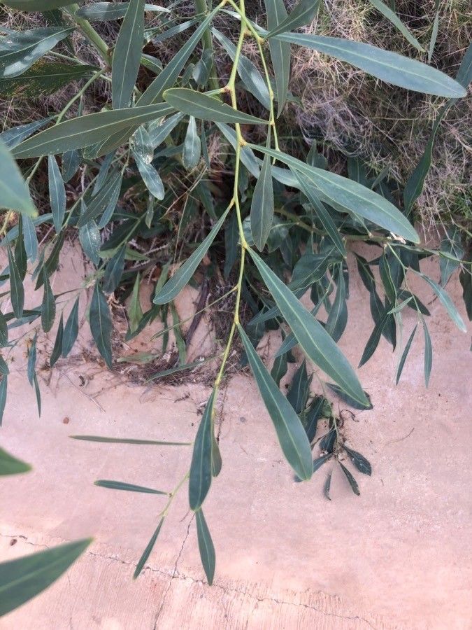 Acacia salicina — search result for 'Acacia'