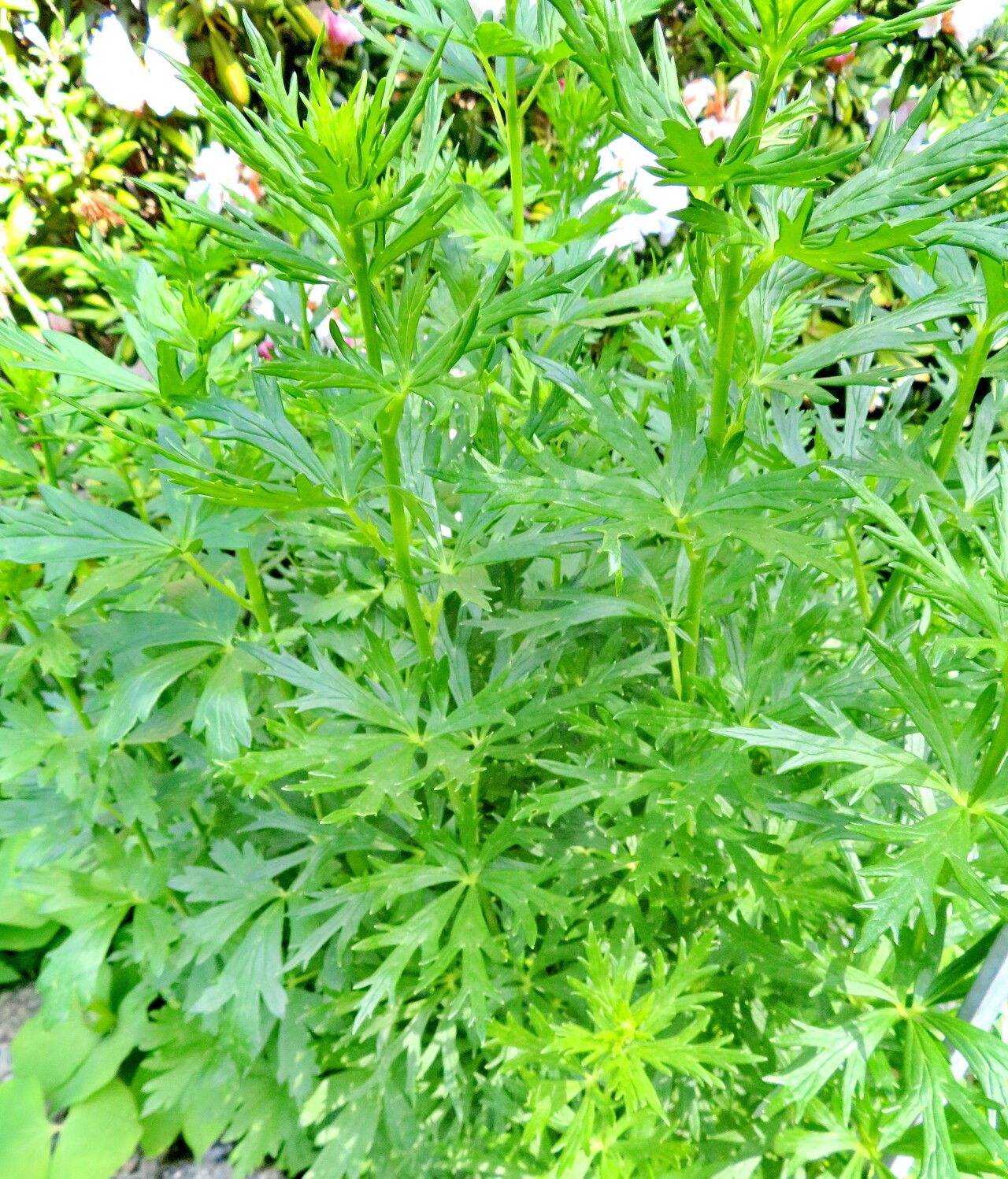 Aconitum ferox — search result for 'Aconitum'