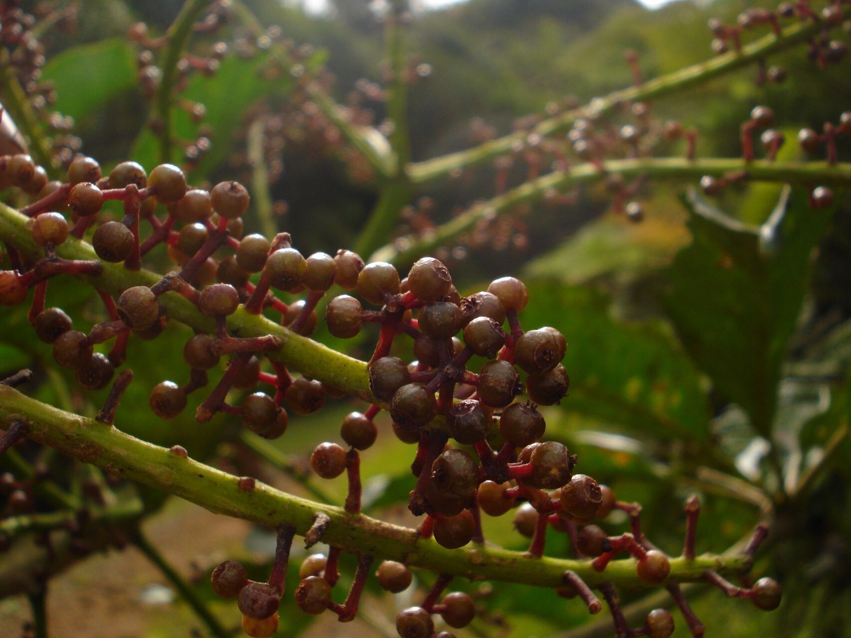 Schefflera pseudocandelabrum fruit