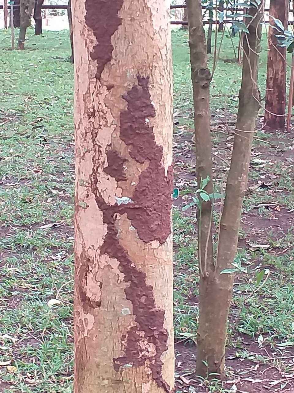 Markhamia lutea bark