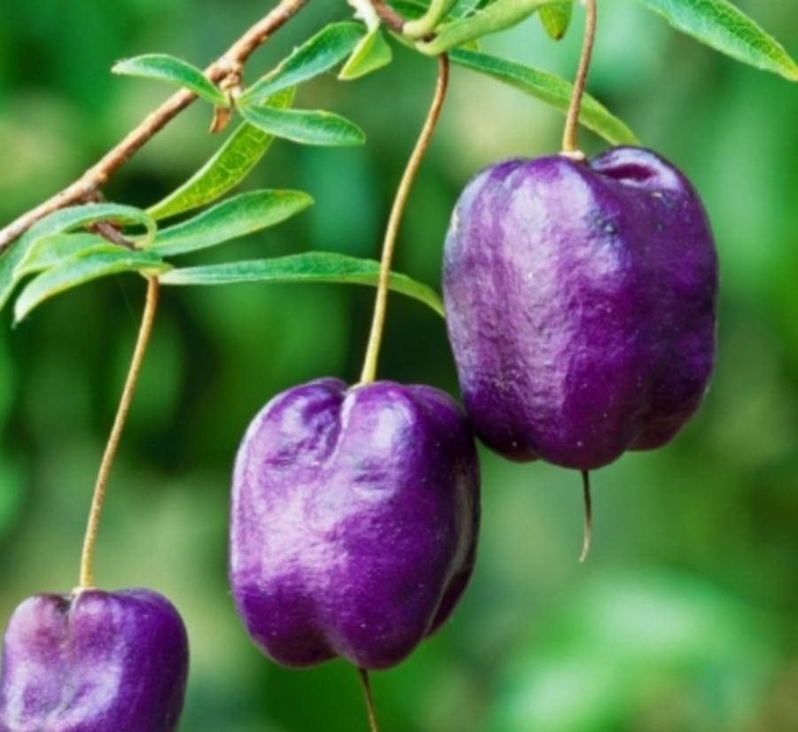 Billardiera longiflora fruit