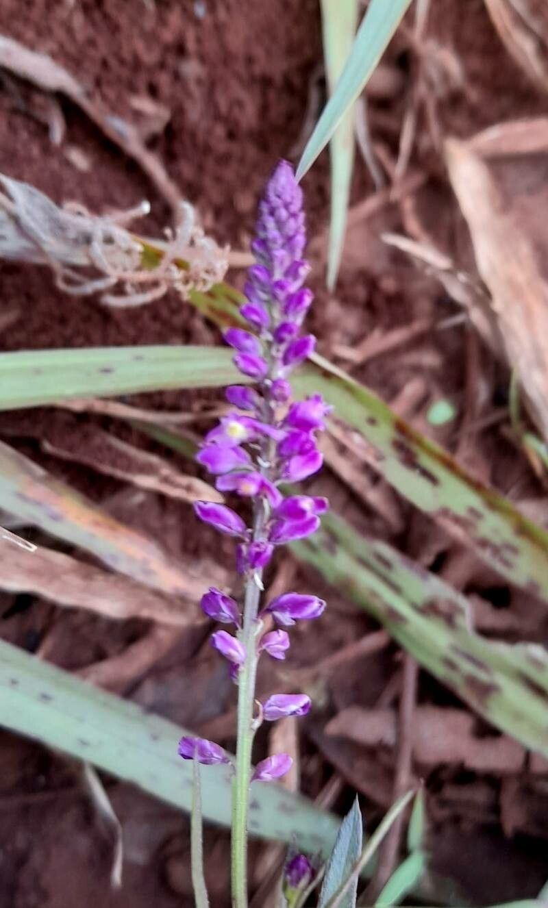 Polygala molluginifolia flower