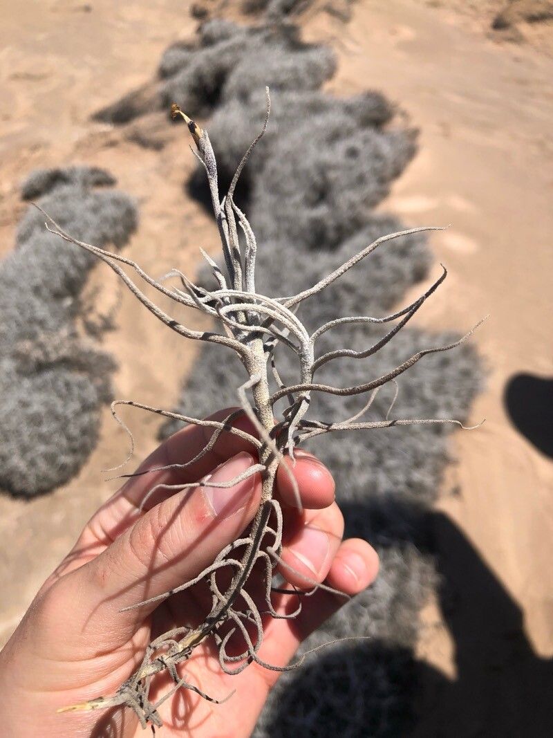 Tillandsia landbeckii bark