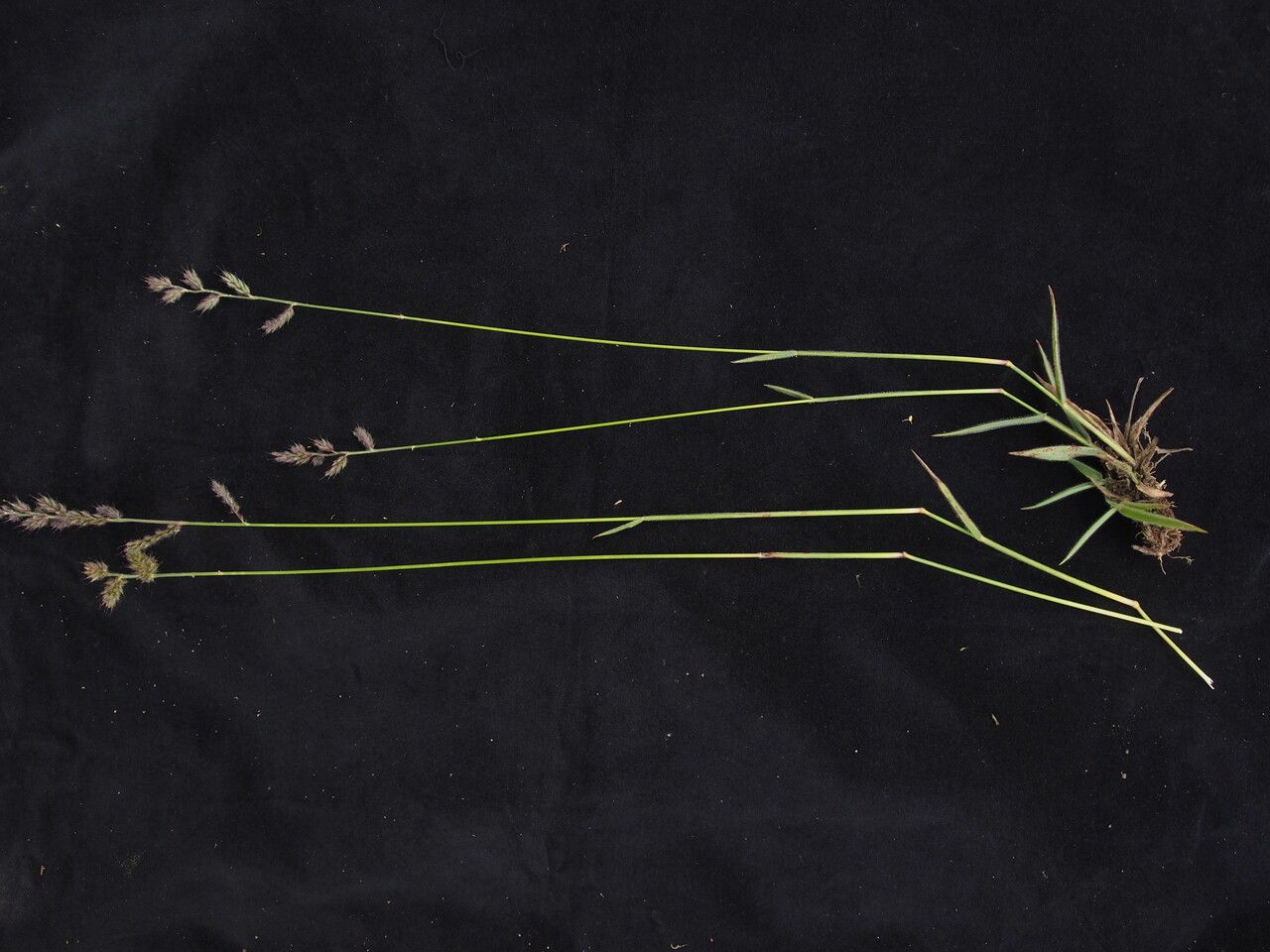 Himalayacalamus hookerianus habit