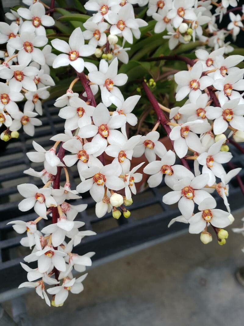 Sarcochilus hartmannii flower