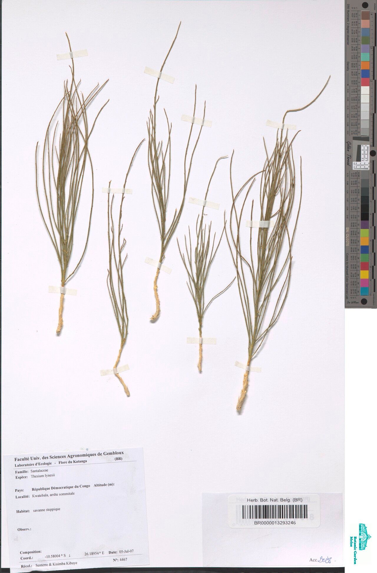 Thesium lynesii — houseplant care guide