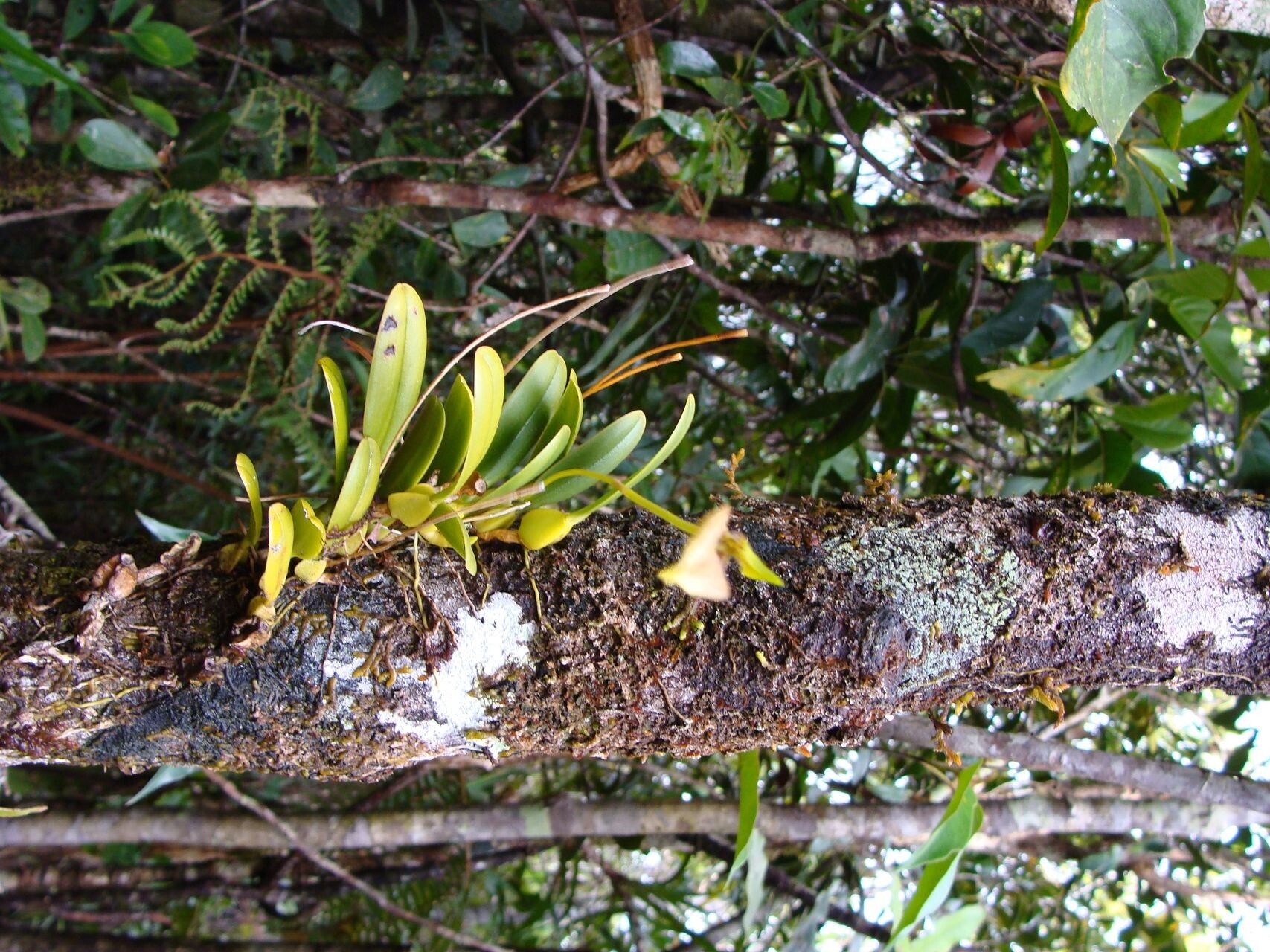 Bulbophyllum apodum habit