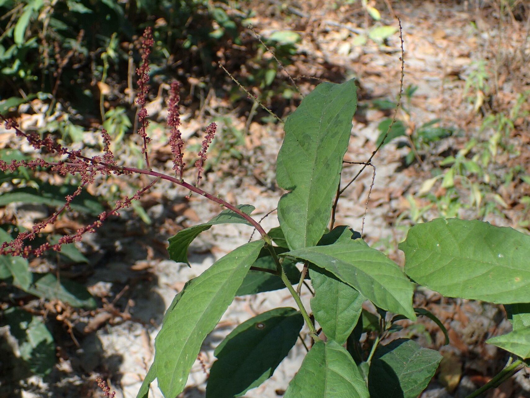 Alchornea hirtella — houseplant care guide