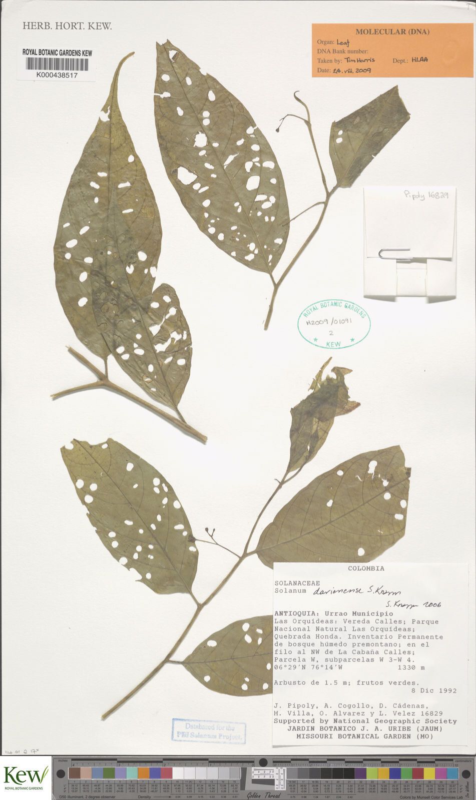 Solanum darienense — houseplant care guide