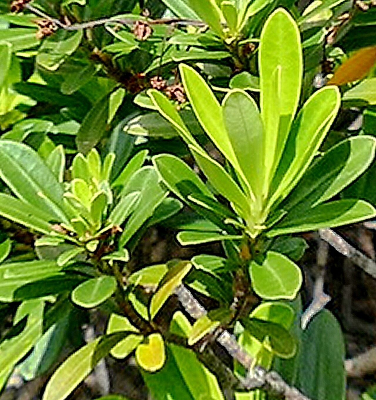 Baloghia neocaledonica — houseplant care guide