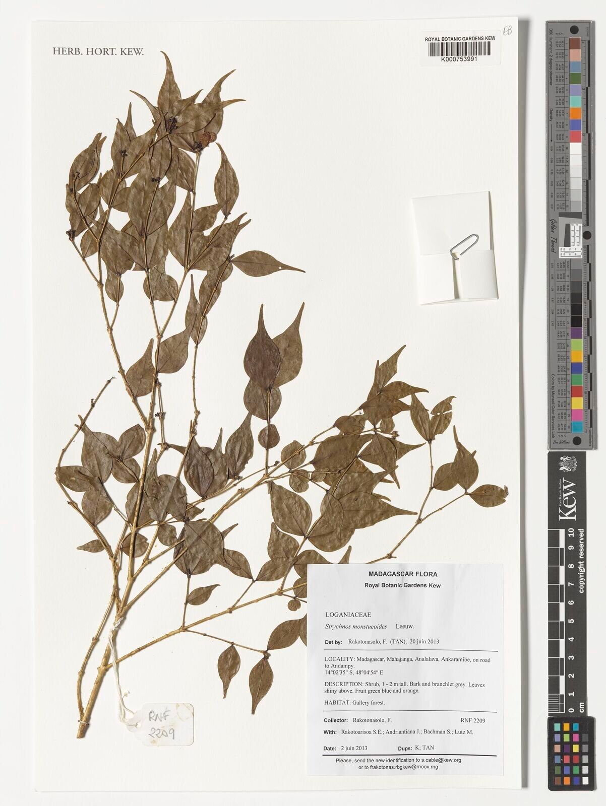 Strychnos mostueoides — houseplant care guide