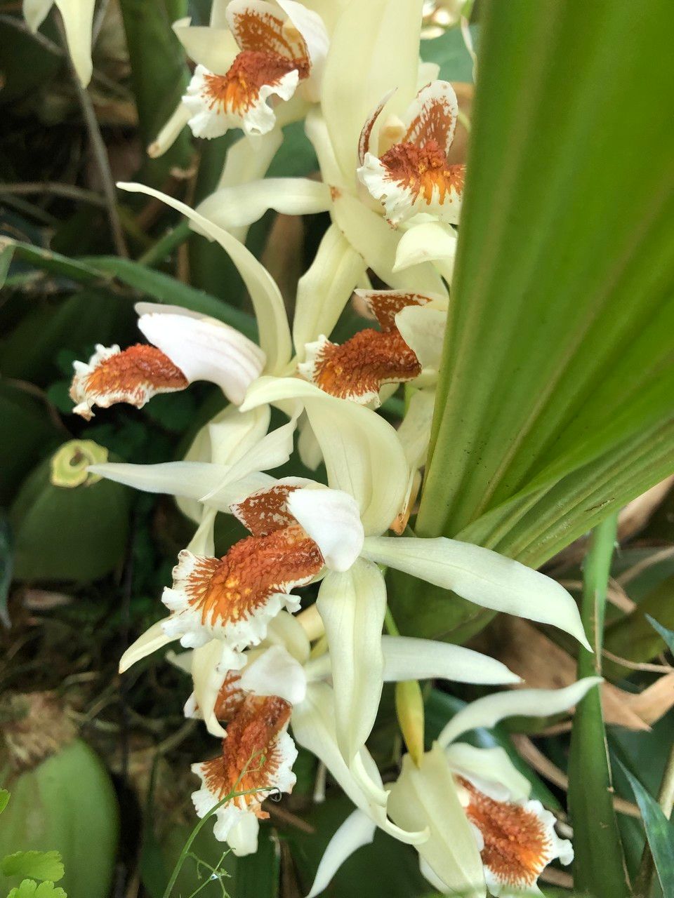 Coelogyne asperata fruit