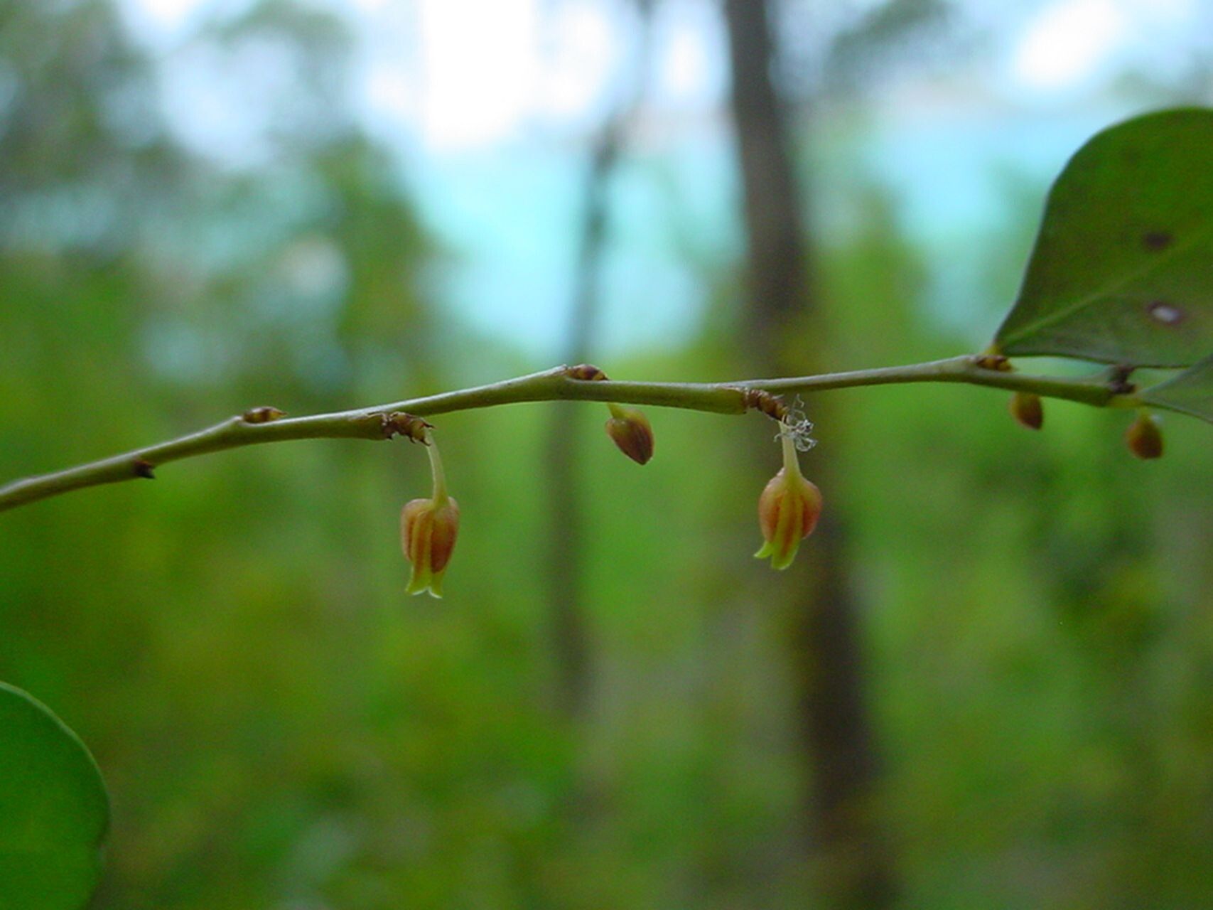 Phyllanthus faguetii flower