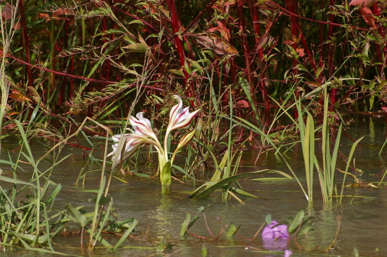 Crinum ornatum habit