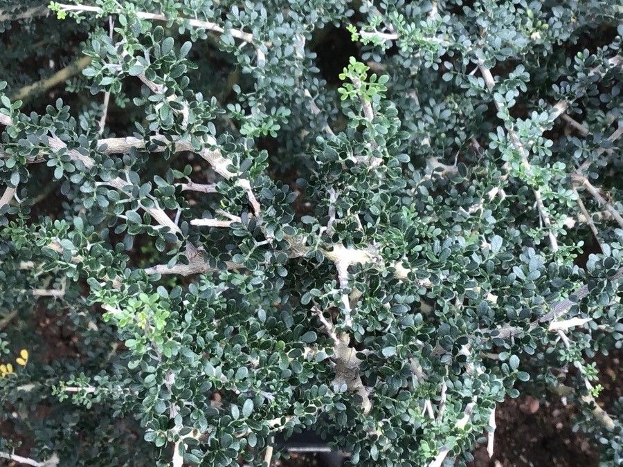 Albizia atakataka — search result for 'Albizia'