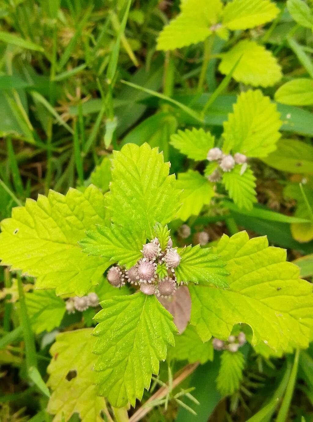Phyla betulifolia flower