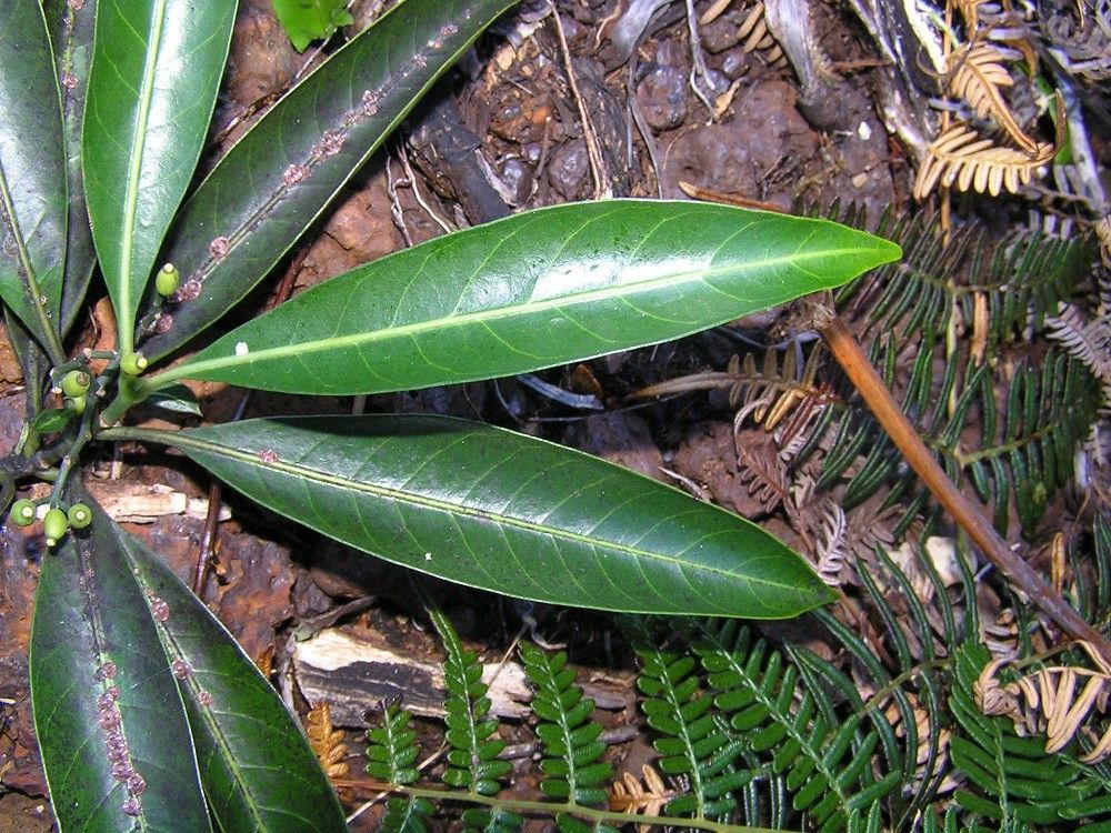 Psychotria belepensis — houseplant care guide