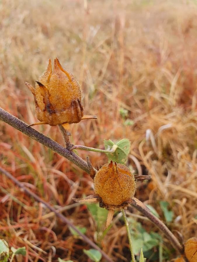 Hibiscus lunarifolius fruit