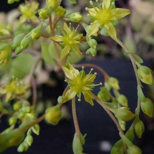 Sedum hultenii flower